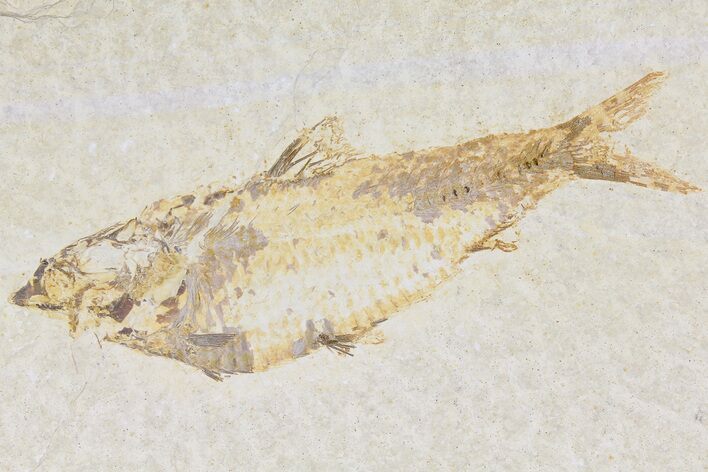 Detailed Fossil Fish (Knightia) - Wyoming #177358